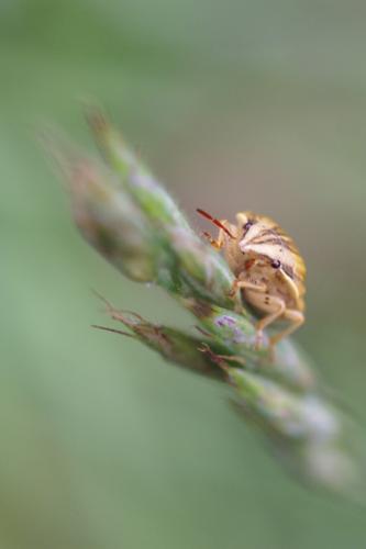Aelia acuminata