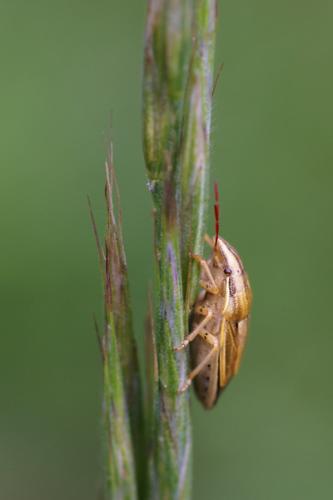 Aelia acuminata