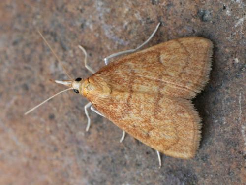 Anania testacealis
