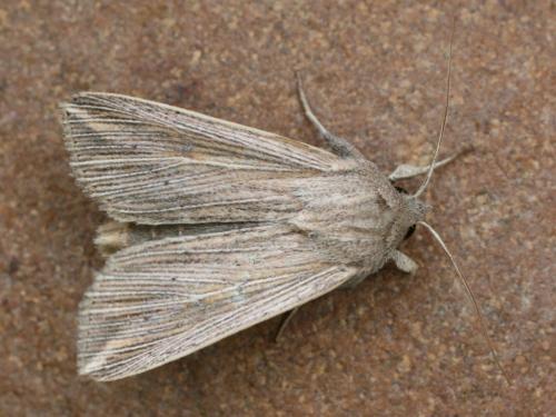 Mythimna riparia