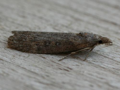 Réf. 32 420 : Lamoria anella