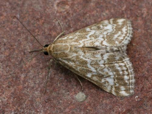 Evergestis frumentalis