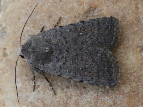 Caradrina sp.