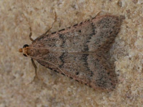 Bostra obsoletalis