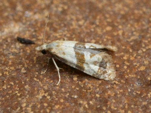 Phalonidia contractana
