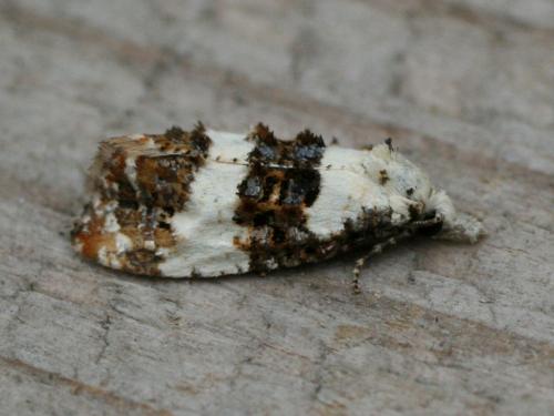 Phtheochroa duponchelana
