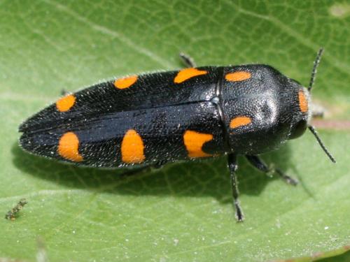 Réf. 32 603 : Ptosima undecimmaculata
