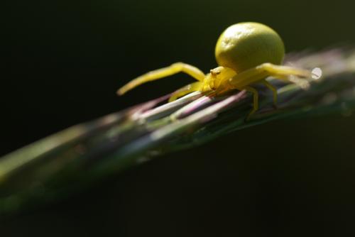 Misumena vatia