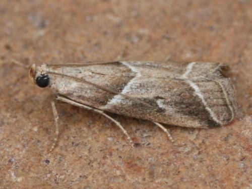 Nyctegretis lineana