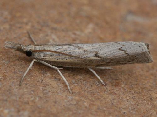 Pediasia contaminella