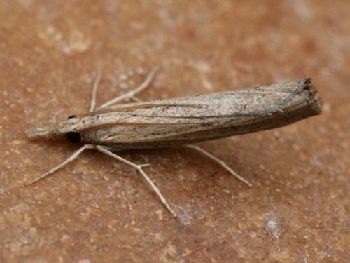 Pediasia contaminella