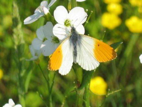Anthocharis cardamines