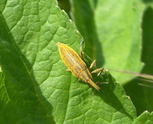 Réf. 32 665 : Lixus iridis