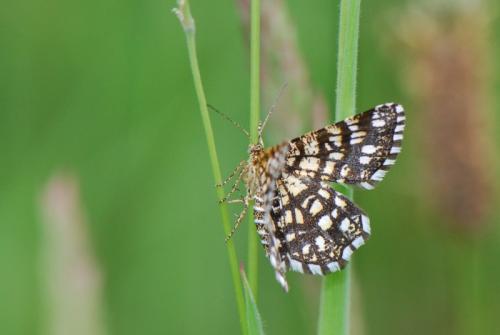Réf. 32 319 : Chiasmia clathrata