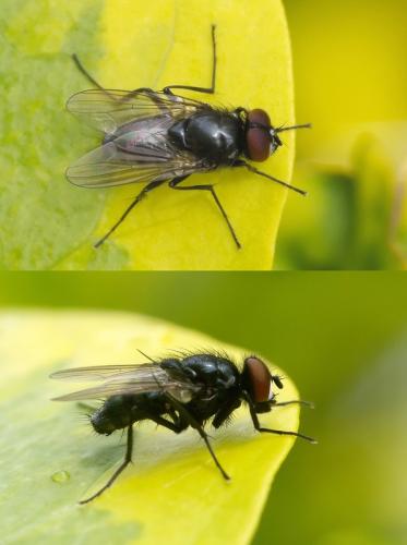 Réf. 32 252 : Hydrotaea diabolus