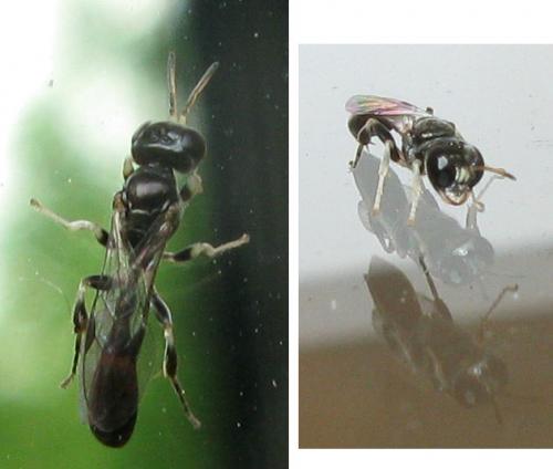 Rhopalum sp.