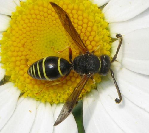Odynerus spinipes
