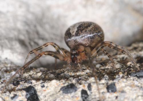 Zygiella x-notata