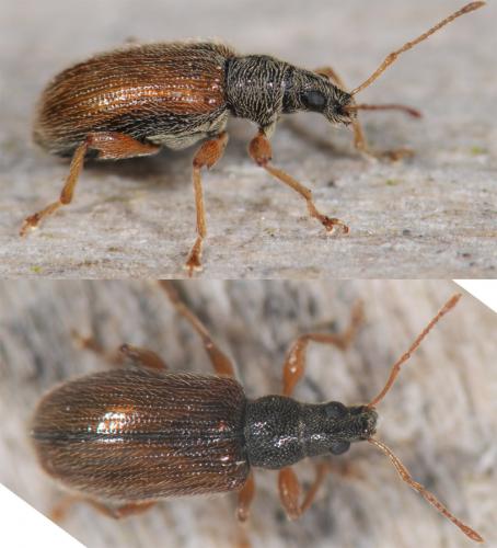 Réf. 32 263 : Phyllobius oblongus
