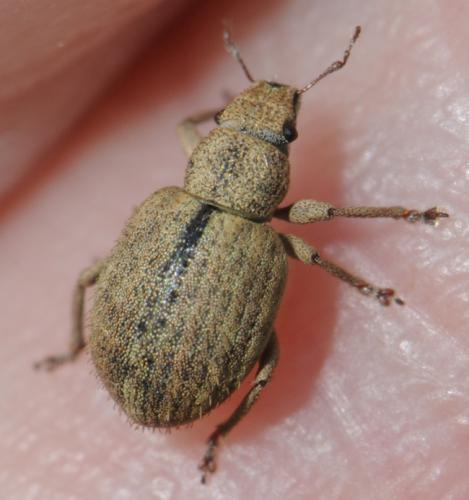 Strophosoma melanogrammum