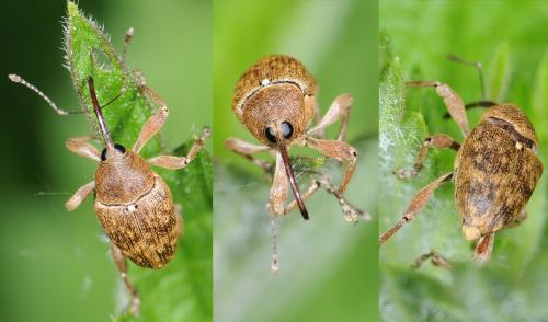 Réf. 32 274 : Curculio glandium