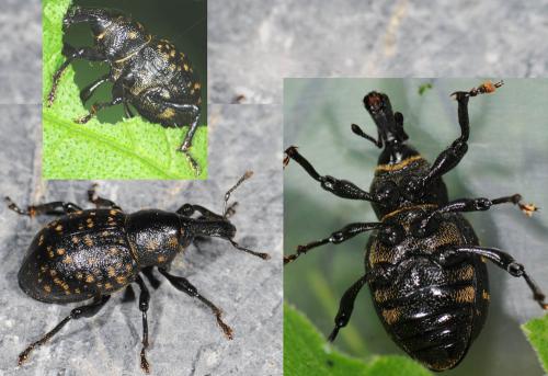 Liparus germanus