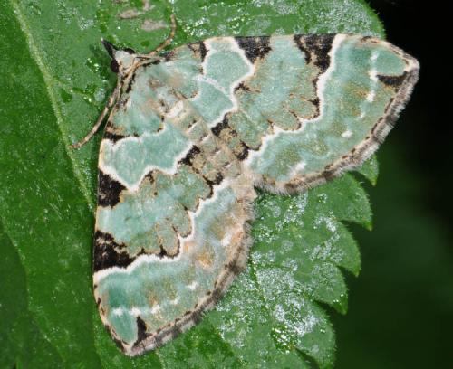 Colostygia pectinataria