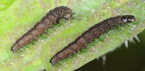 Celypha lacunana