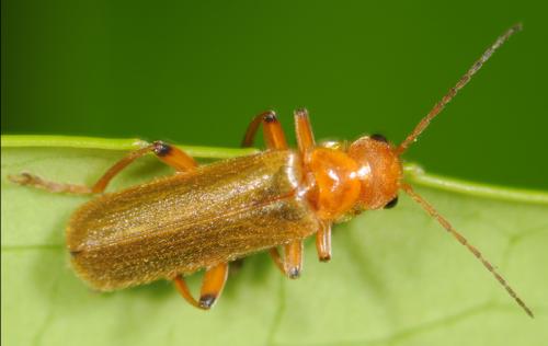 Réf. 32 564 : Cantharis cryptica