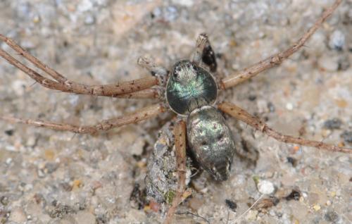 Philodromus sp.