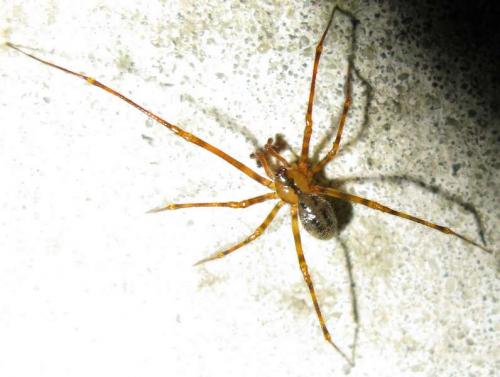 Nesticus cellulanus