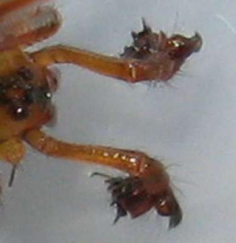 Nesticus cellulanus