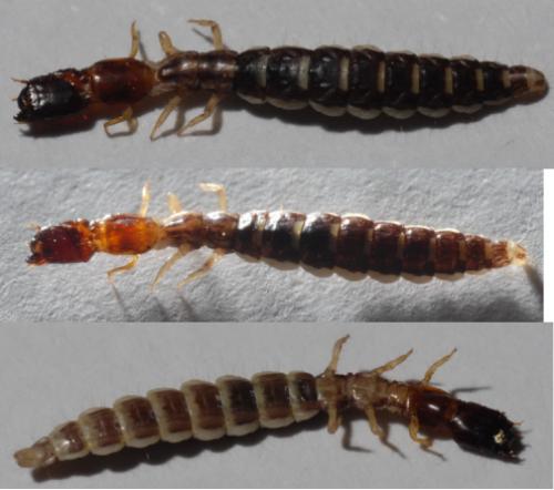 Parainocellia bicolor