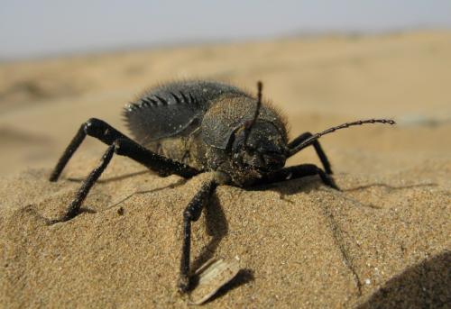 Prionotheca coronata