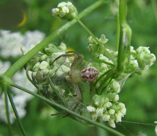 Réf. 32 387 : Diaea dorsata