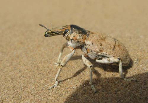 Ammocleonus sp.