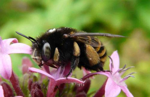 Amegilla maderae