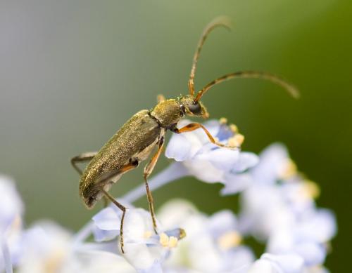 Réf. 32 184 : Grammoptera ruficornis
