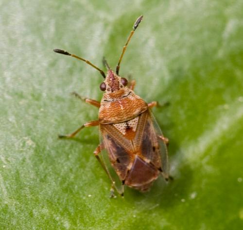 Réf. 32 241 : Kleidocerys sp.