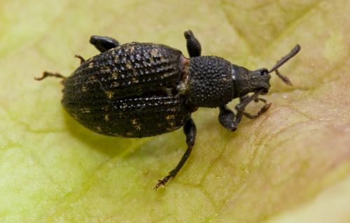 Otiorhynchus sulcatus