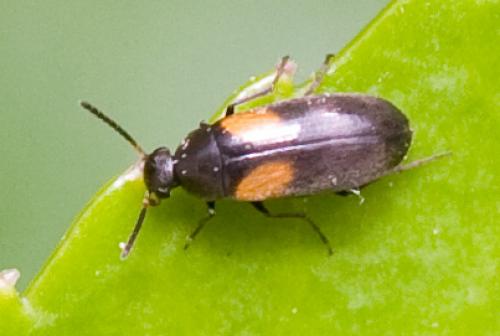 Réf. 32 806 : Anaspis fasciata