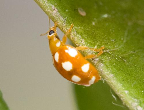 Vibidia duodecimguttata