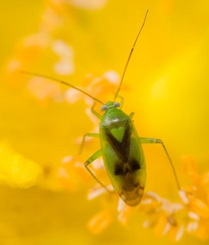 Réf. 32 916 : Neolygus viridis