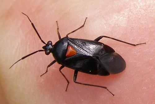 Réf. 32 244 : Deraeocoris ribauti