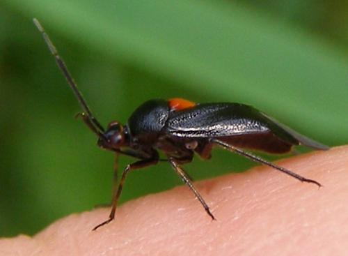 Réf. 32 245 : Deraeocoris ribauti
