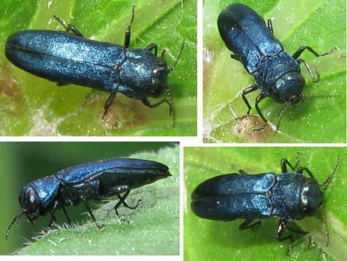 Réf. 32 699 : Agrilus cyanescens