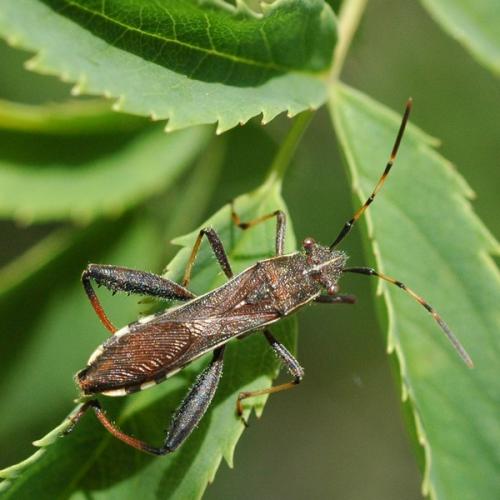 Réf. 32 287 : Camptopus lateralis