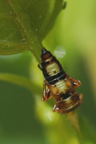 Réf. 32 322 : Rhytidodus decimusquartus