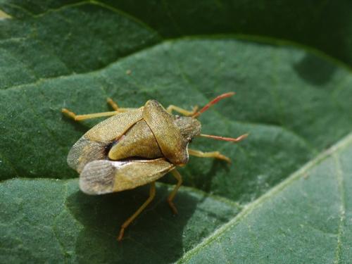 Réf. 32 392 : Peribalus strictus strictus