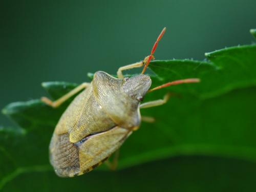 Réf. 32 393 : Peribalus strictus strictus